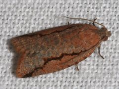 Meritastis
