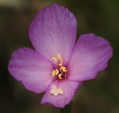 Clarkia gracilis gracilis