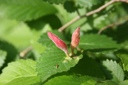 Tetraneura nigriabdominalis nigriabdominalis