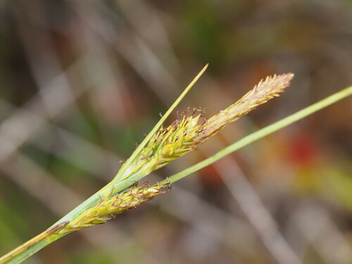 Carex montis-eeka observed 2024-06-20