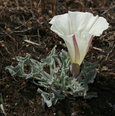 Calystegia collina oxyphylla