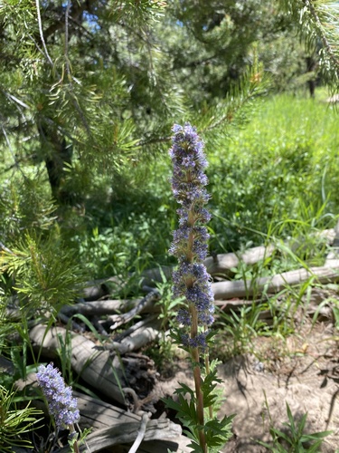 Idaho Phacelia (Phacelia idahoensis)