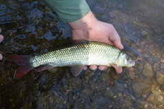 Moxostoma macrolepidotum