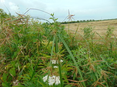 Cyperus longus