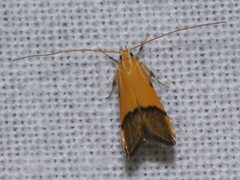 Crocanthes micradelpha