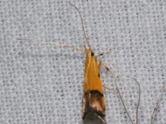 Crocanthes micradelpha