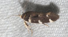 Macrobathra ceraunobola