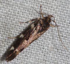 Macrobathra ceraunobola