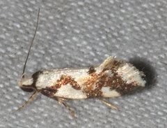 Machetis aphrobola