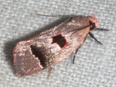 Acanthodela erythrosema