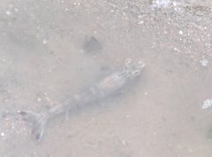 Penaeus latisulcatus