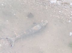 Penaeus latisulcatus