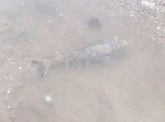 Penaeus latisulcatus