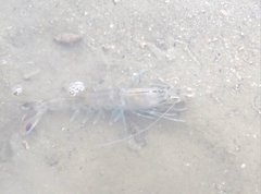 Penaeus latisulcatus