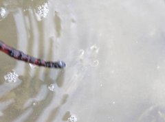 Penaeus latisulcatus