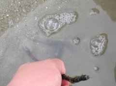 Penaeus latisulcatus