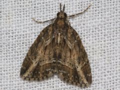 Microdes diplodonta