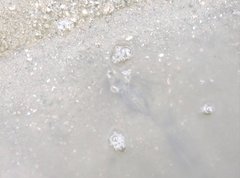 Penaeus latisulcatus