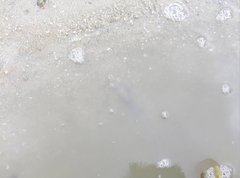 Penaeus latisulcatus