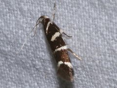 Macrobathra anacampta