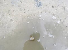 Penaeus latisulcatus