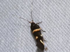 Macrobathra alternatella