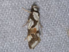 Machetis aphrobola