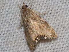 Glaucocharis dilatella