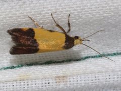 Heteroteucha kershawi