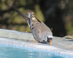 Oena capensis aliena