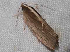 Archaereta dorsivittella