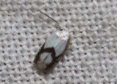 Opostegoides gephyraea