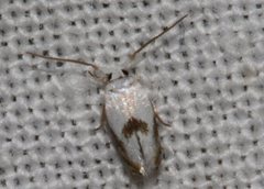 Opostegoides gephyraea