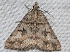 Dichromodes longidens
