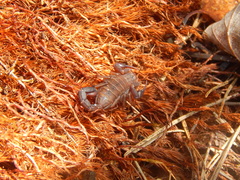 Vaejovis carolinianus