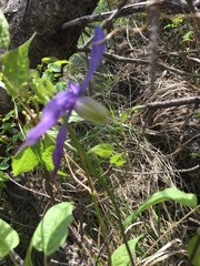 Clematis occidentalis grosseserrata