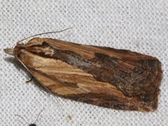 Cryptoptila crypsilopha