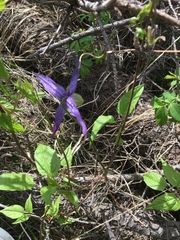 Clematis occidentalis grosseserrata