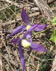 Clematis occidentalis grosseserrata