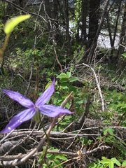 Clematis occidentalis grosseserrata