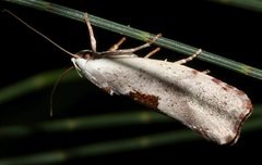 Tymbophora peltastis
