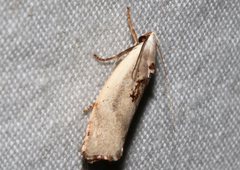 Tymbophora peltastis