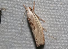 Tymbophora peltastis