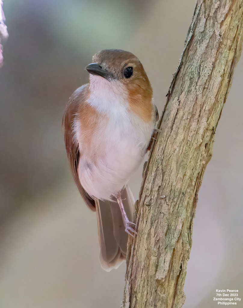 White-vented Whistler photo