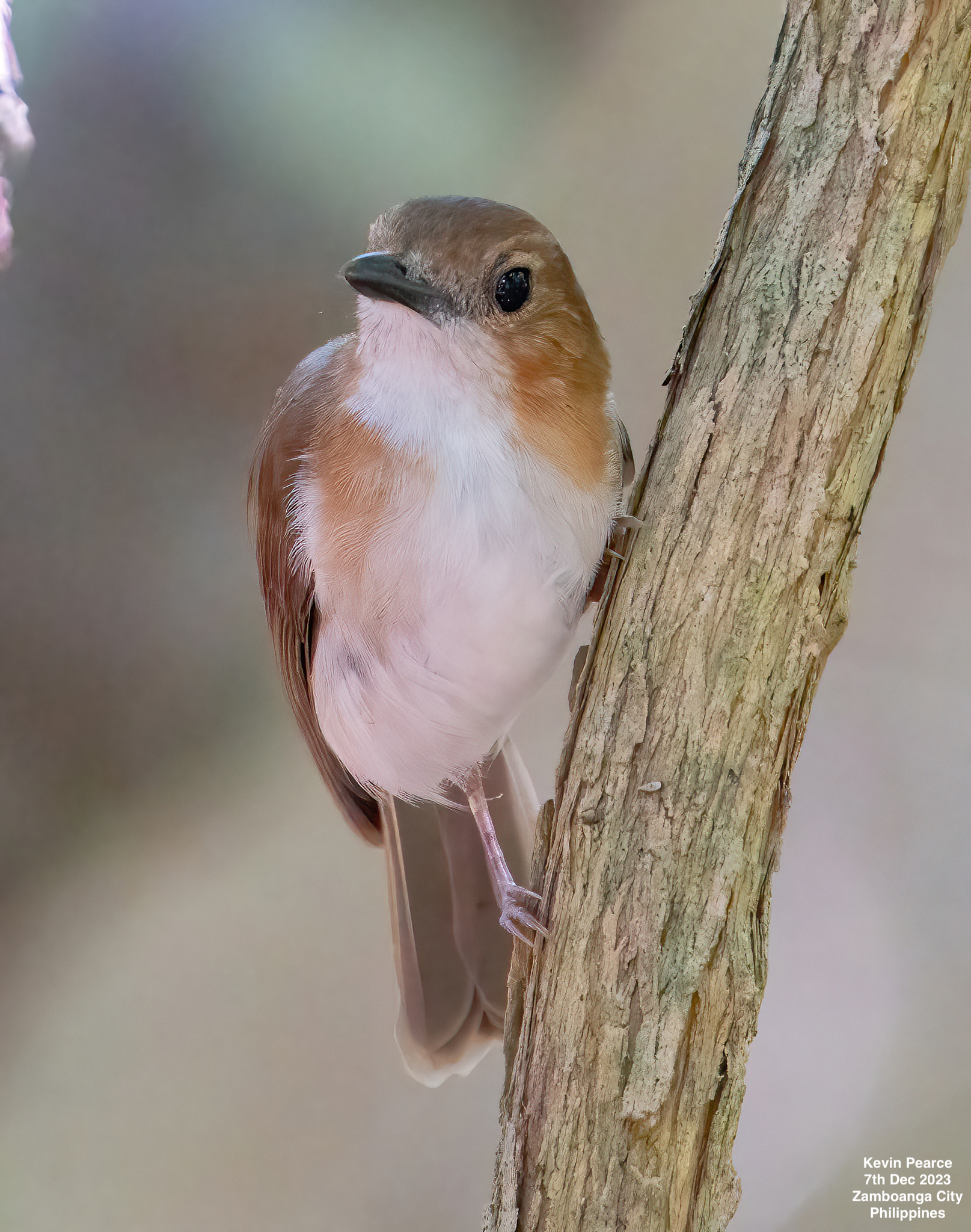 White-vented Whistler illustration