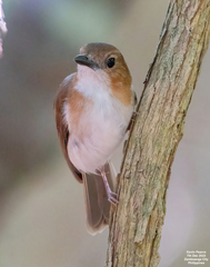 White-Vented Whistler photo 1