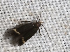 Aproaerema simplexella