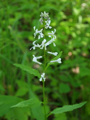 Iodanthus pinnatifidus