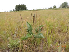 Plantago maxima