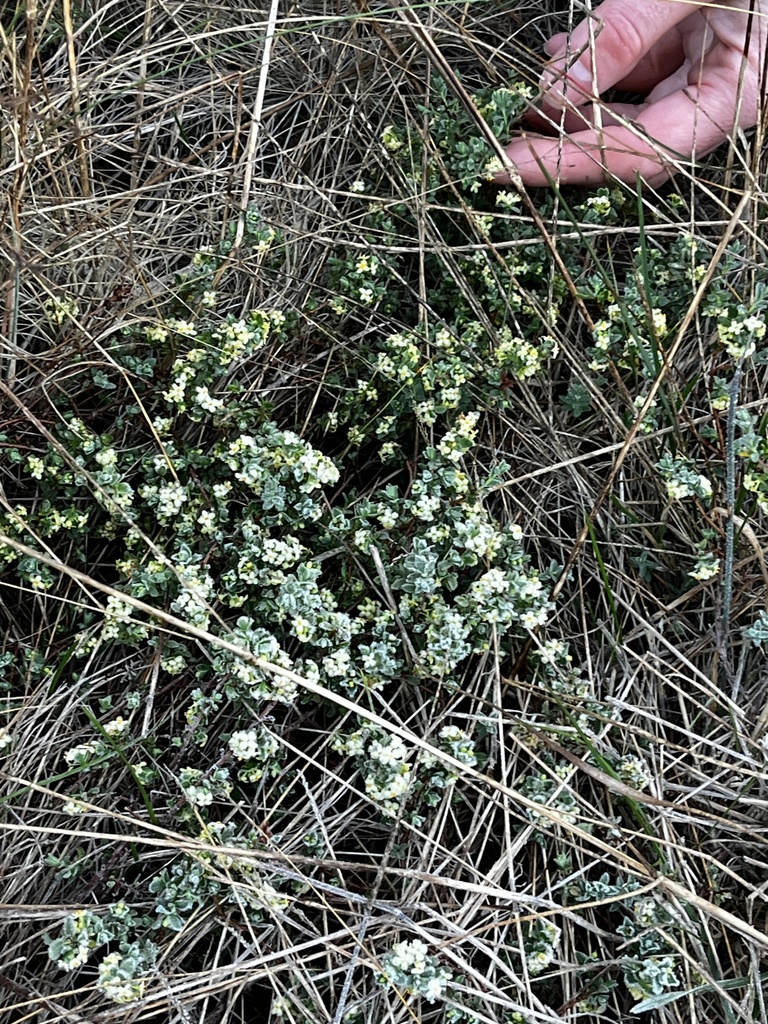 Spiny Rice-Flower from Cambridge Ward, Mount Cottrell, VIC, AU on June ...